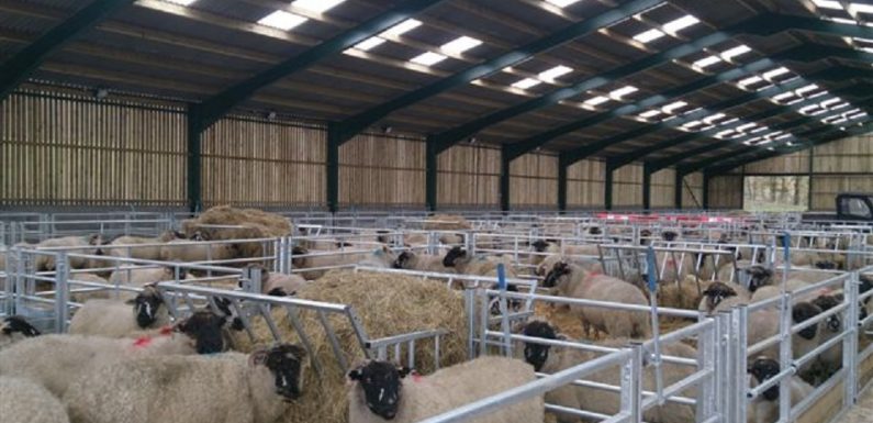 Creating the Best and Reliable Sheep Shed Design – Right 